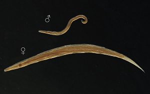 <p>What adult roundworm is this?</p>