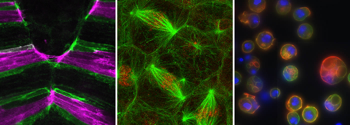 <p>Cell</p>