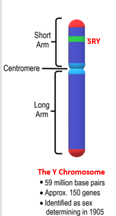 <ul><li><p>male gonadal sex is dtermined by <strong>inheritance of SRY</strong></p></li><li><p>transcription factor on Y chromosome</p></li><li><p>starts to be expressed in the somatic cells of the genial ridge <strong>e10.5, </strong>decreases after <strong>e12.5</strong> in mice</p></li><li><p>mutations in SRY in humans cause xy to xx reversal</p></li><li><p>expression of sry in xx mice result in testis formation and male phenotype</p></li><li><p>switched on by <strong>wt-1 and sf-1</strong> proteins</p></li></ul><p></p>