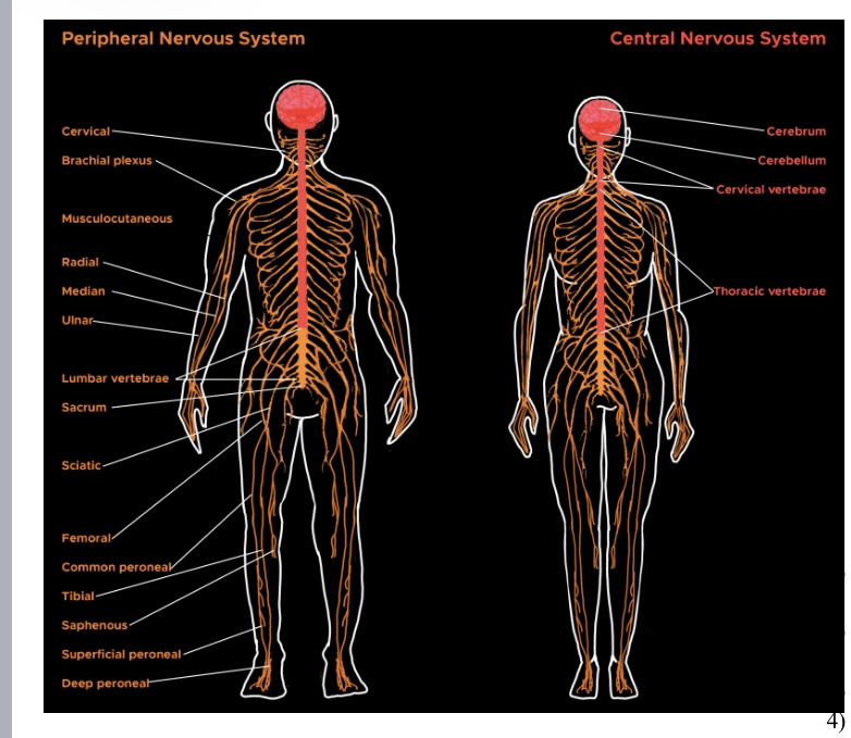 <p>Peripheral/Central Nervous System : Function : CNS controls and processes body activities, while PNS carries messages between the CNS and the rest of the body.</p>