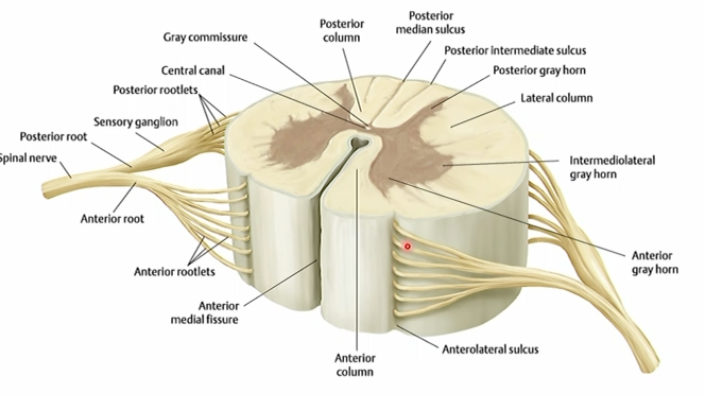 <p>posterior/dorsal rootlets attach</p>
