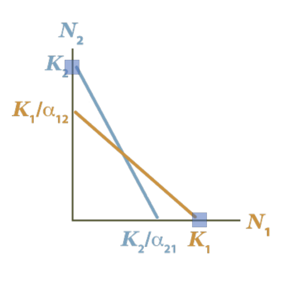 <ul><li><p>positive feedback</p></li><li><p>coexistence only when starting pops are the same</p></li><li><p>interspecific competition more than intraspecfic</p></li><li><p>K1/ α12 < K2 </p></li><li><p>K2 / α21 < K1</p></li></ul><p></p>