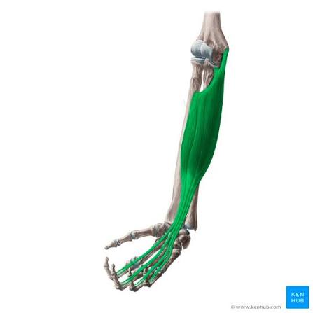 <p>Flexor digitorum superficialis</p>