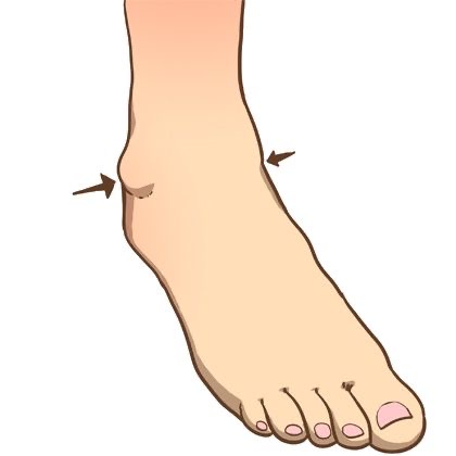 <p>the ankle </p>