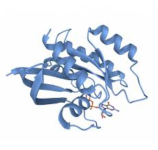 <p>Briefly describe tertiary structure, including what it is, what interactions drive it, and how its organized</p>