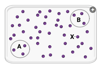 <p>The figure shows a container in which a set of identical molecules (purple dots) are diffusing. &nbsp;Two areas of equal size are designated by dashed lines (area A and area B).&nbsp;The molecule labeled as X is closer to area B than it is to area A.&nbsp;<br>Which statement is correct?</p><p><br>a. Molecule X will more likely diffuse to area A before diffusing to area B.<br>b. Molecule X will more likely diffuse to area B before diffusing to area A.<br>c. Molecule X is equally likely to diffuse to area A or area B.</p>