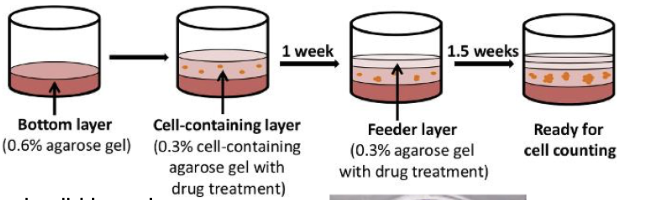 <p>Colony formation in vitro</p><p>• Ability to form colonies when cultured from single cells (property shared by both normal and cancer stem cells)</p><p>• Serial passage of colonies and retention of colony formation ability</p><ul><li><p>key is if they can form colonies in vitro- <strong><em>serially</em></strong></p></li></ul><p></p>