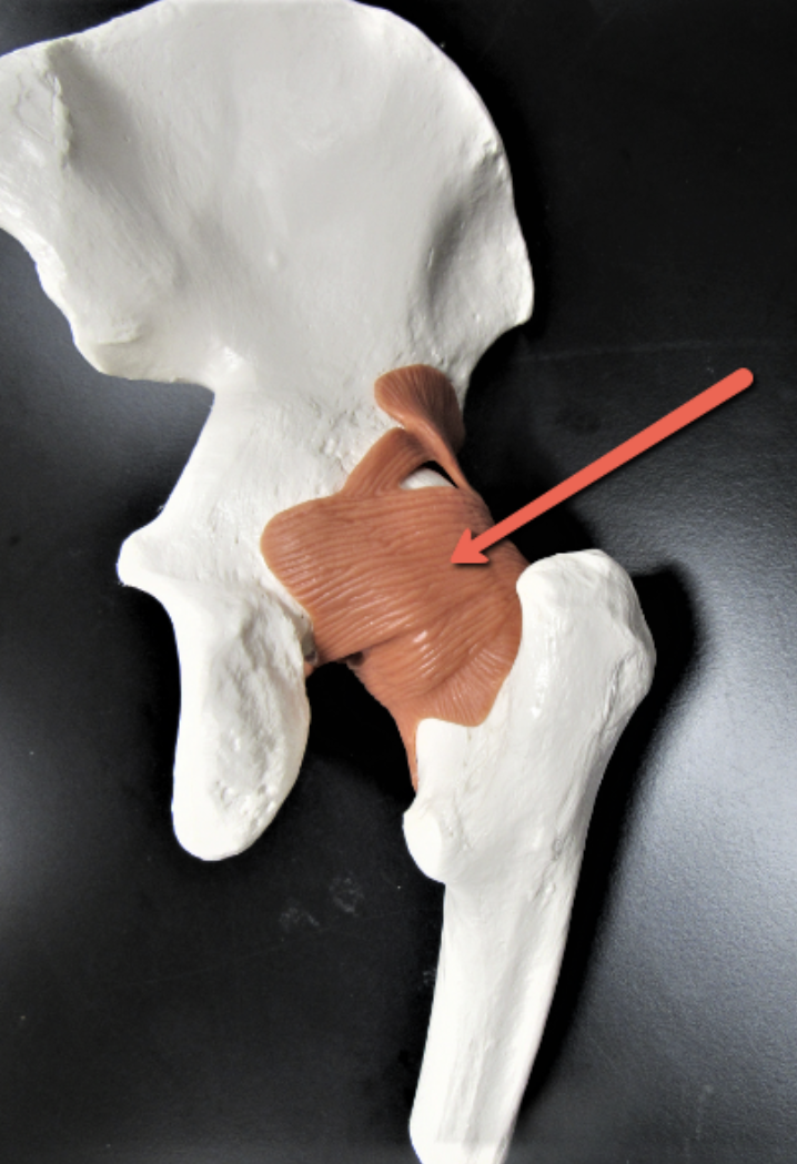 <p><span><strong>Identify the structure indicated by the pointer.</strong></span></p>