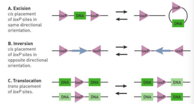 <ul><li><p>LoxP site is two inverted 13bp repeats sandwiching an 8bp core </p></li><li><p>Cre recombinase can </p></li></ul><ol><li><p>Excise LoxP + DNA outside of site</p></li><li><p>Inverts DNA outside of LoxP</p></li><li><p>Translocate DNA outside of LoxP</p></li></ol><p></p>