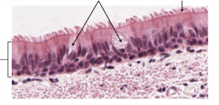 <p>Identify the three </p><ul><li><p>what does this make up? </p></li></ul><p></p>