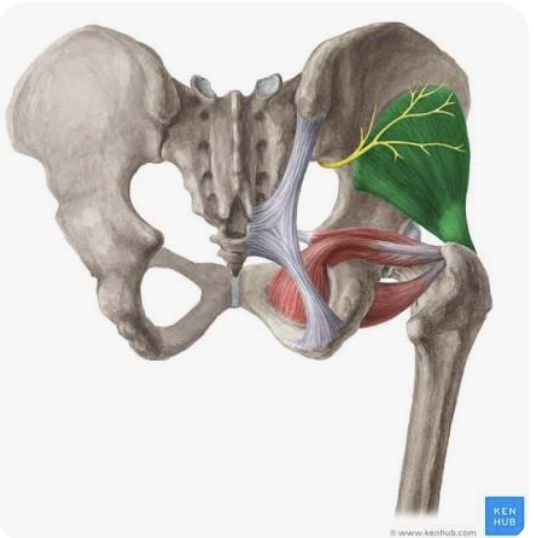 <p>O: Gluteal fossa of the iliac wing</p><p>I: Greater trochanter of the femur</p><p>A: Abduction of the thigh;</p><p><strong>Anterior portion:</strong> Internal rotation of the thigh (only)</p><p>N: Superior gluteal nerve</p>