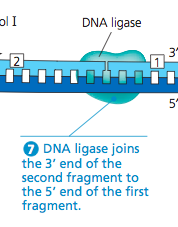 <p>joins DNA fragments together</p><p>by forming phosphodiester bonds between nucleotides</p>