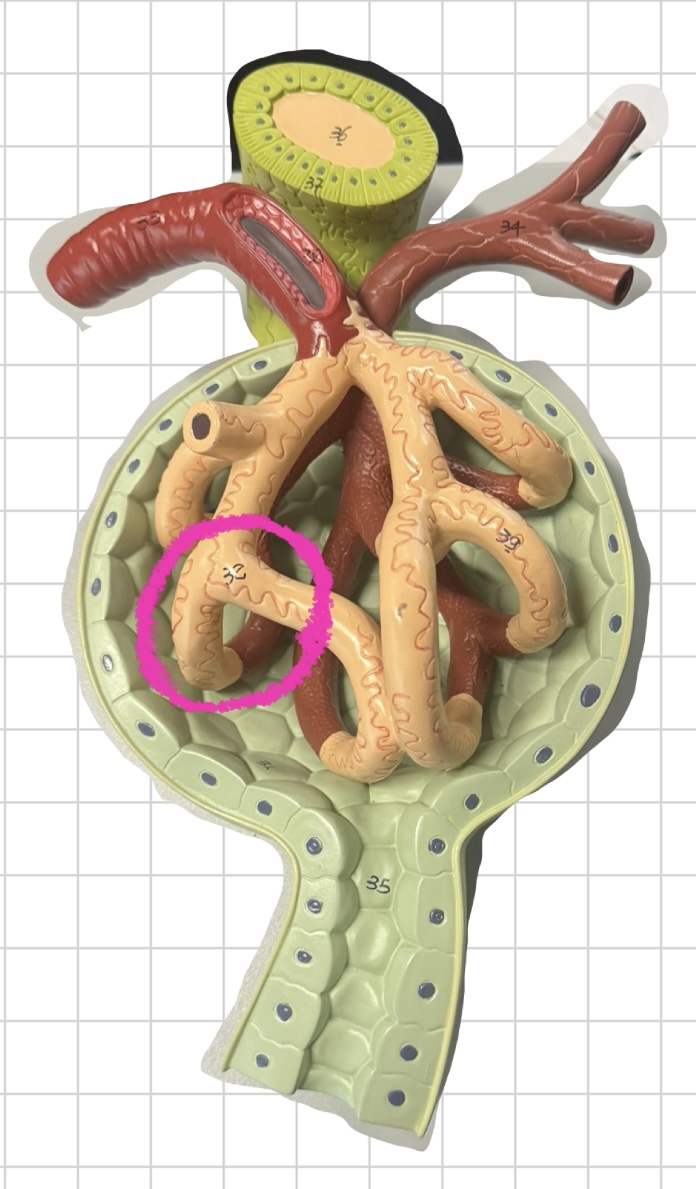 term image