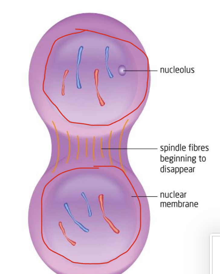 <p>The final phase of mitosis where spindle fibres disappear, nuclear membranes reform around two new nuclei, nucleoli reappear, and chromosomes uncoil back into chromatin.</p>