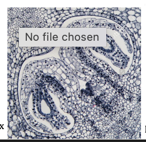 <p>Kingdom:</p><p>Clade:</p><p>Phylum:</p><p>Name of Structure:</p><p>Ploidy:</p>