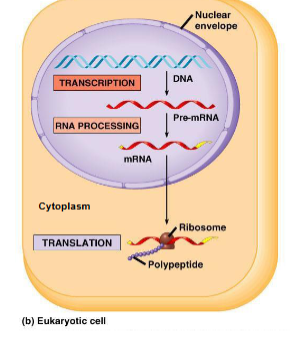 <p>Eukaryotic RNA</p>