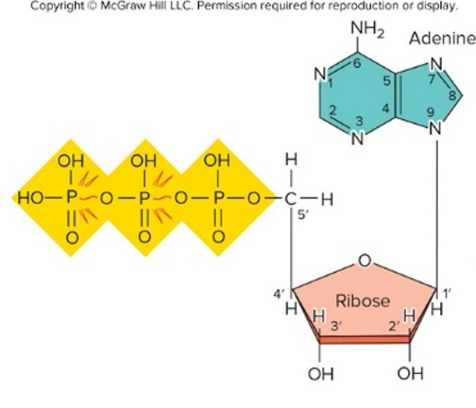 <p><span>As shown, this molecule is called ___. If you removed a phosphate group from this compound, then you would be left with ___</span></p>