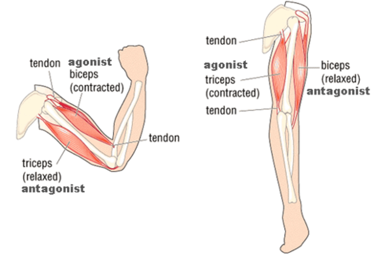 <p>AKA prime mover</p><p>Muscle that has the major responsibility for producing a specific movement</p><p>"leader"</p>