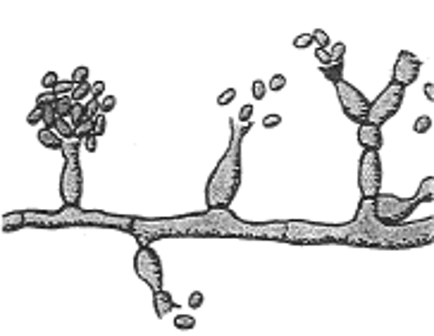 <p>Flask</p>