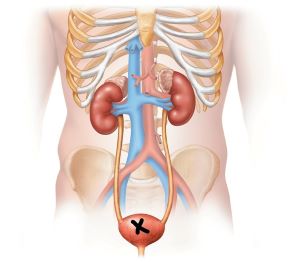 <p><span>Identify the organ marked with the X in the image below. Note: be sure to use both words when naming this organ.</span></p>