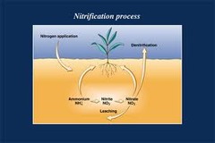 <p>Conversion of nitrates into nitrogen gas that will be released into the atmosphere</p>