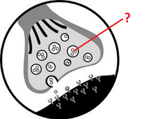 <p>sacs that proteins are placed in by the golgi body before being shipped away</p>