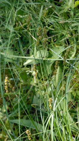 <p>Spiky heads, more dense than grey/star</p>