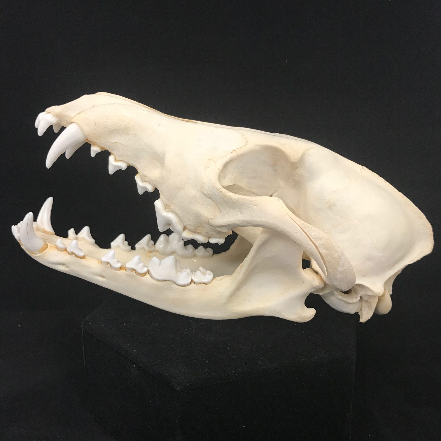 <p>Feet: digitigrade, 5(4)-4. </p><p>Teeth: 3/3,1/1<strong>, 4/4, 2/3</strong>. <strong>Prominent carnassial pair</strong>.</p><p>Skull: Long rostrum. <strong>Alisphenoid canal present.</strong></p><p>Most species mate in late winter (Jan-Mar), 5-10 pups in early spring (~60 days). Both parents raise young. Sexual mature by late autumn 9-12 months, when they usually disperse.</p>