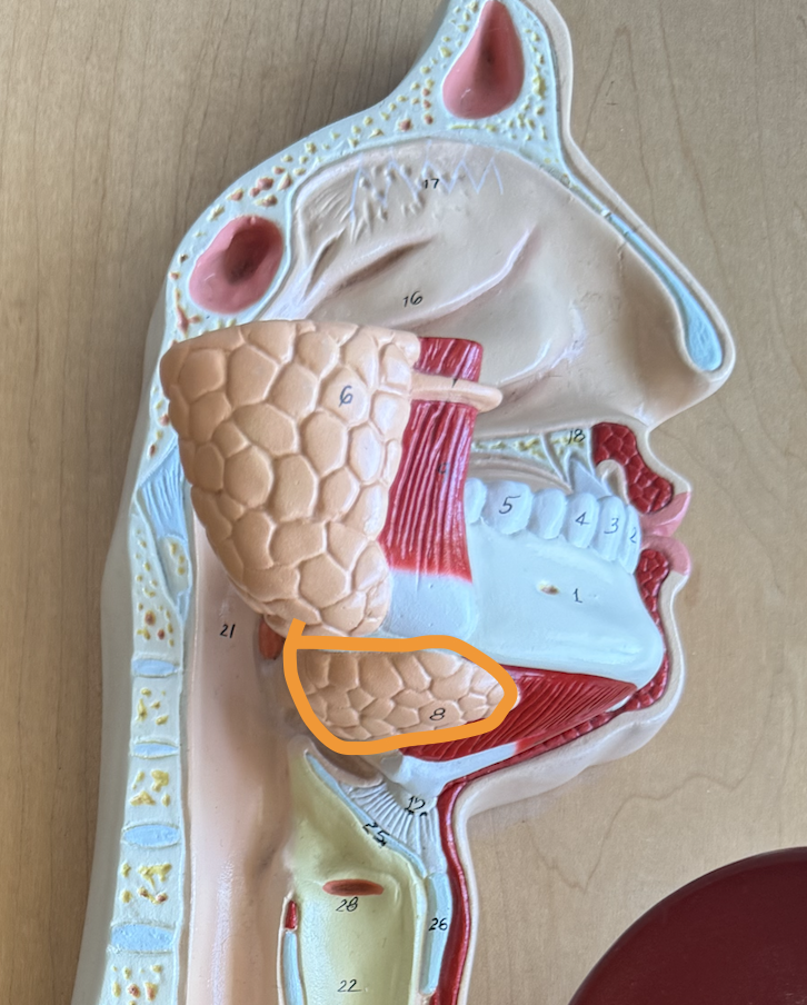 <p>Salivary amylase + mucous</p><p>Secretes mucous + salivary amylase which starts chemical digestion in mouth</p>