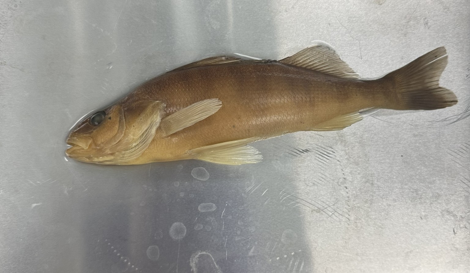 <p>Family Percidae (perches) - <em>Perca flavescens </em></p>