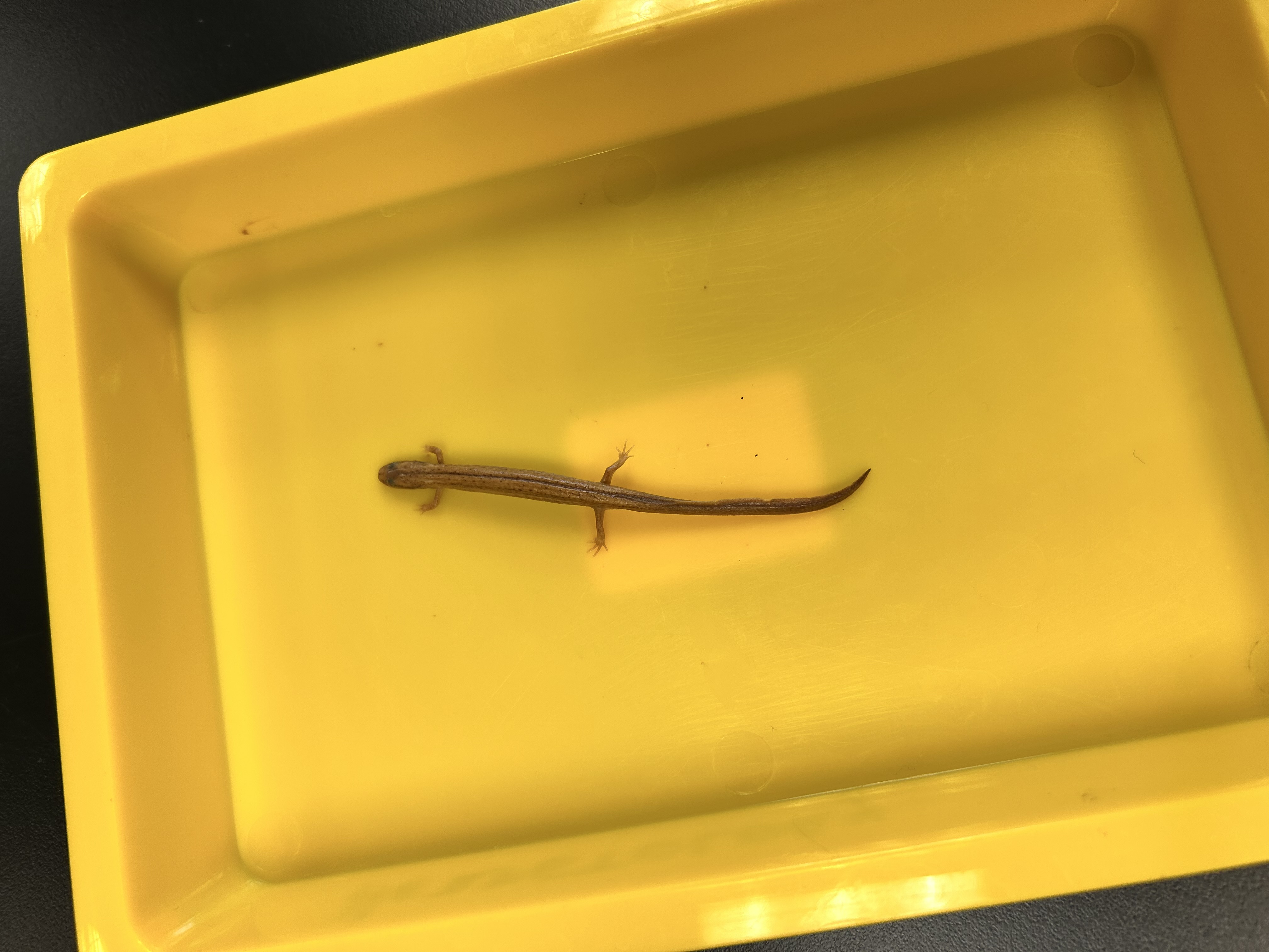 <p>-many lined salamander</p><p>-yellow-brown, light and dark longitidinal streaks/lines on lower sides</p><p>-scattered brown flecks on belly</p><p>-tail relatively short, keeled, laterally compressed</p><p>-highly aquatic, winter eggs, 1-2 years larvae</p><p>-eastern</p>