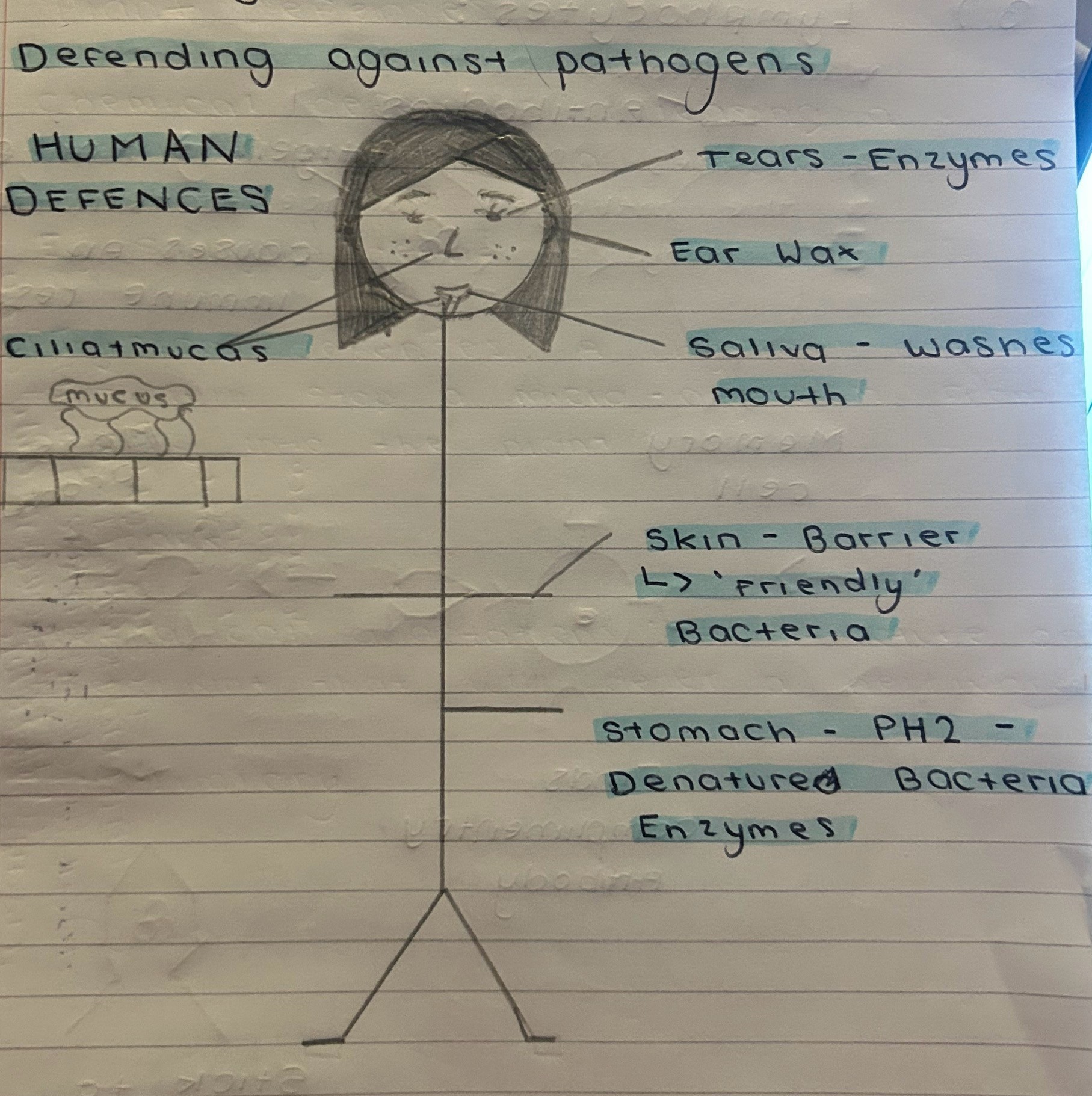 <ul><li><p>Tears - enzymes</p></li><li><p>Ear wax - filter</p></li><li><p>Cilitatmucas (in nose and mouth)</p></li><li><p>Saliva - washes mouth</p></li><li><p>Skin - barrier, friendly bacteria</p></li><li><p>Stomach - PH2, denatured bacteria enzymes</p></li></ul><p></p>