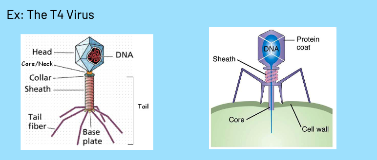 <p>bacteriophage (aka bacteria eaters)</p>