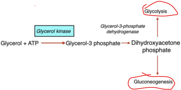 <p>What is significant about  glycerol 3 phosphate oxidized to <strong>dihydroxyacetone phosphate (DHAP)</strong></p>