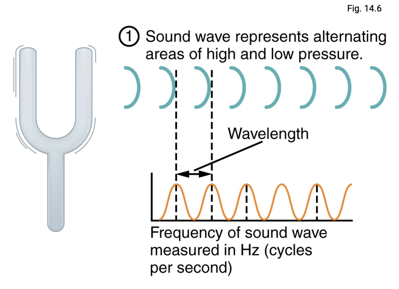 <p>Sound is a <strong>pressure disturbance</strong>, alternating areas of high and low pressure of molecules travelling through air or water.</p><p><strong>Peaks:</strong> high pressure (compressed areas)</p><p><strong>Troughs:</strong> low pressure (rarified areas)</p><p><strong><em><u><mark data-color="red" style="background-color: red; color: inherit;">Wavelengths:</mark></u></em></strong> Distance between wave peaks</p>
