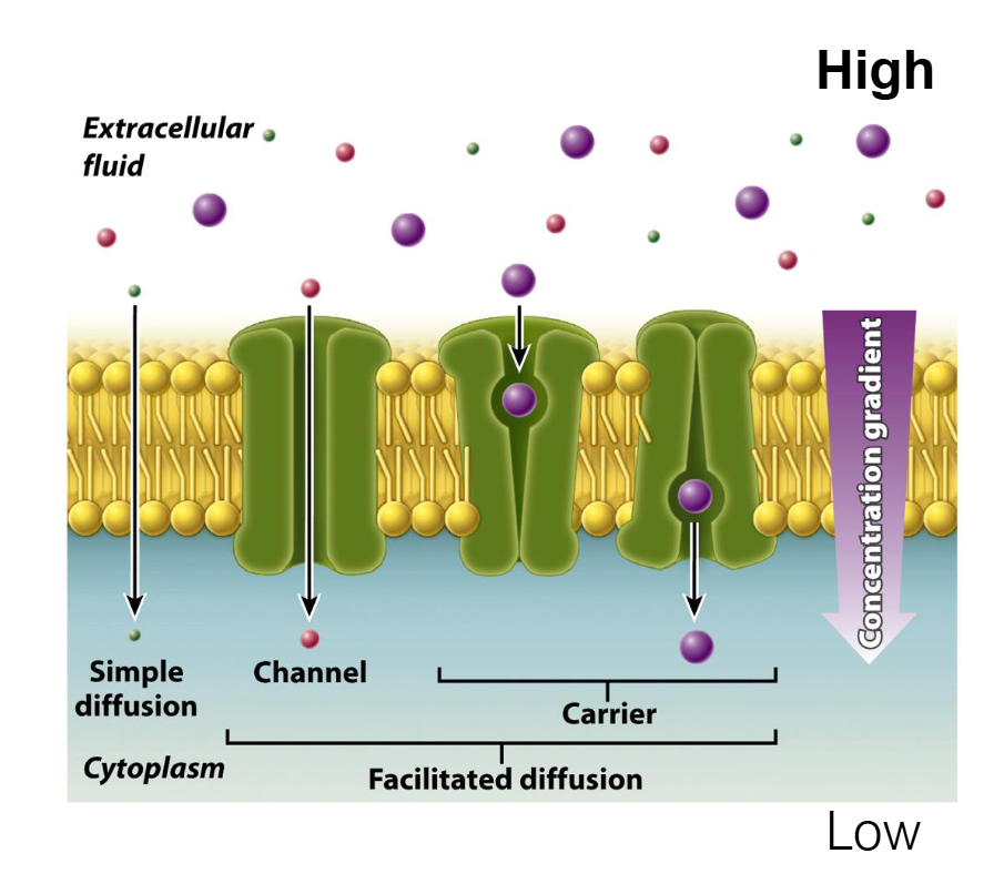 <ul><li><p><span>Passive movement of substances across cell membranes relies on molecular concentrations.</span></p></li><li><p><span>DOES NOT require energy.</span></p></li></ul><p></p>