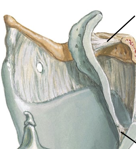 <p>What is the function of the epiglottis? Know its ligaments/attachments.</p>