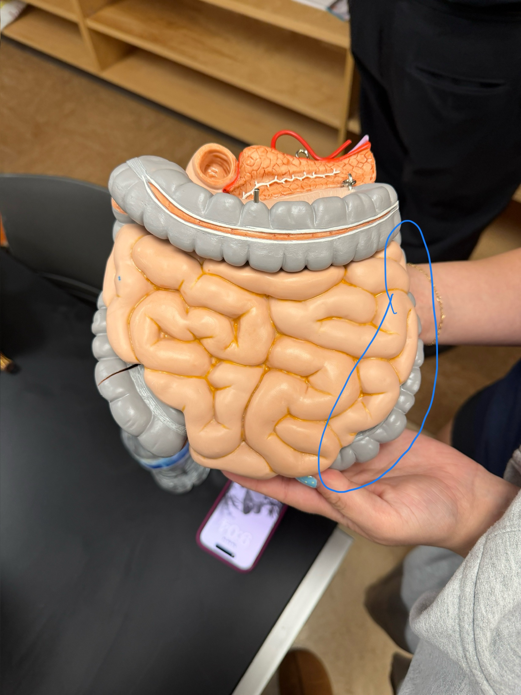 <p>name this region</p>