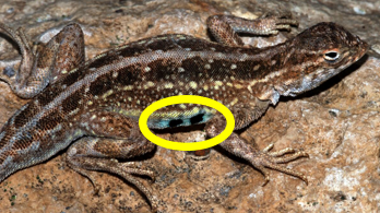 <p>W 2/3</p><p>Eyes on side of head</p><p>No ear opening</p><p>2 black bars on the side behind the front legs</p><p>Males: yellow tint on lower sides, blue outline on side bars</p><p>Gravid females: pink/peach tint and yellow throat patch</p><p>Diurnal</p><p>Maybe declining</p>