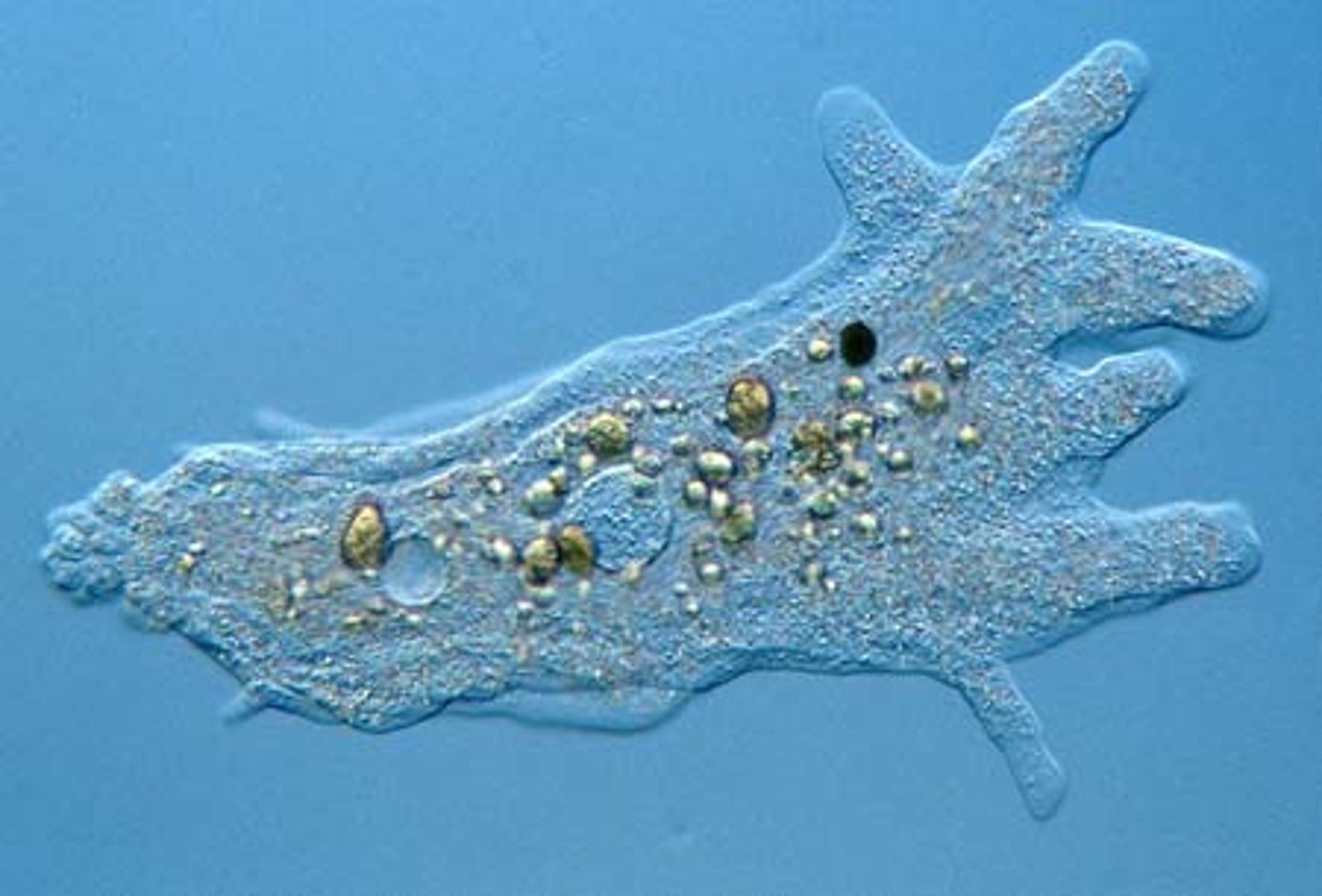 <p>Psuedopodia - lobe-shaped Amoeba</p>
