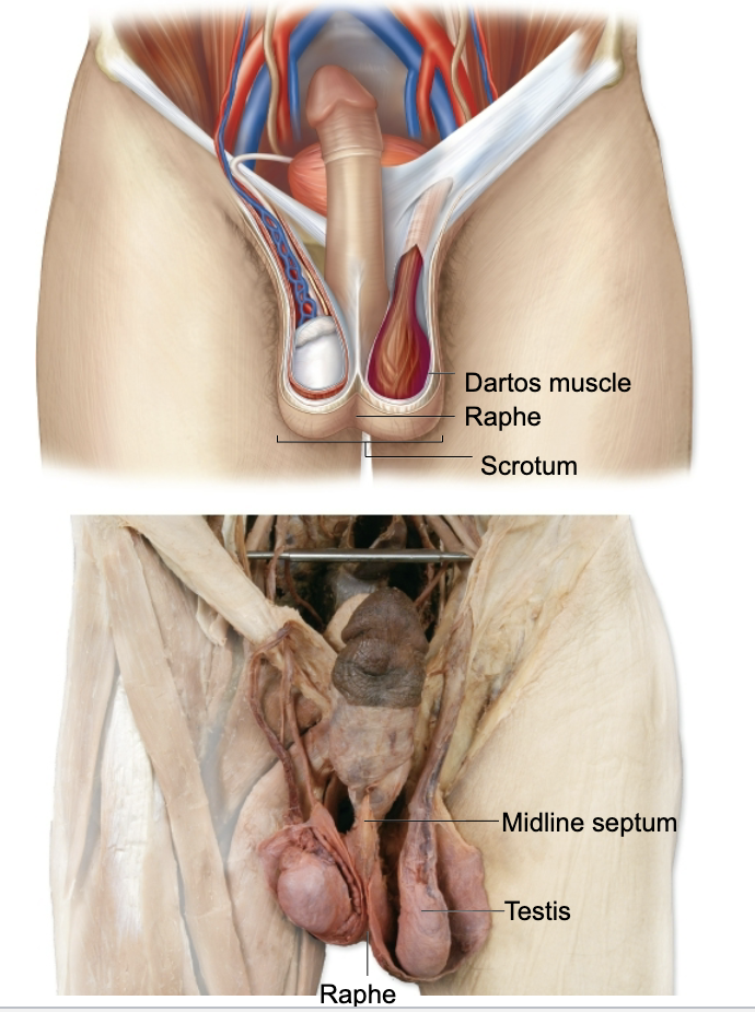 <p></p><p>Function</p><p>• Provides cooler temperature needed for sperm production</p><p>Anatomy</p><p>• Raphe</p><p>• Median septum</p><p>• Dartos muscle</p>