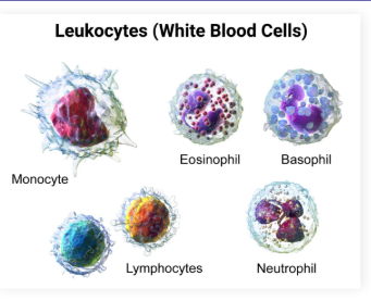 <p><strong>White blood cells</strong></p>