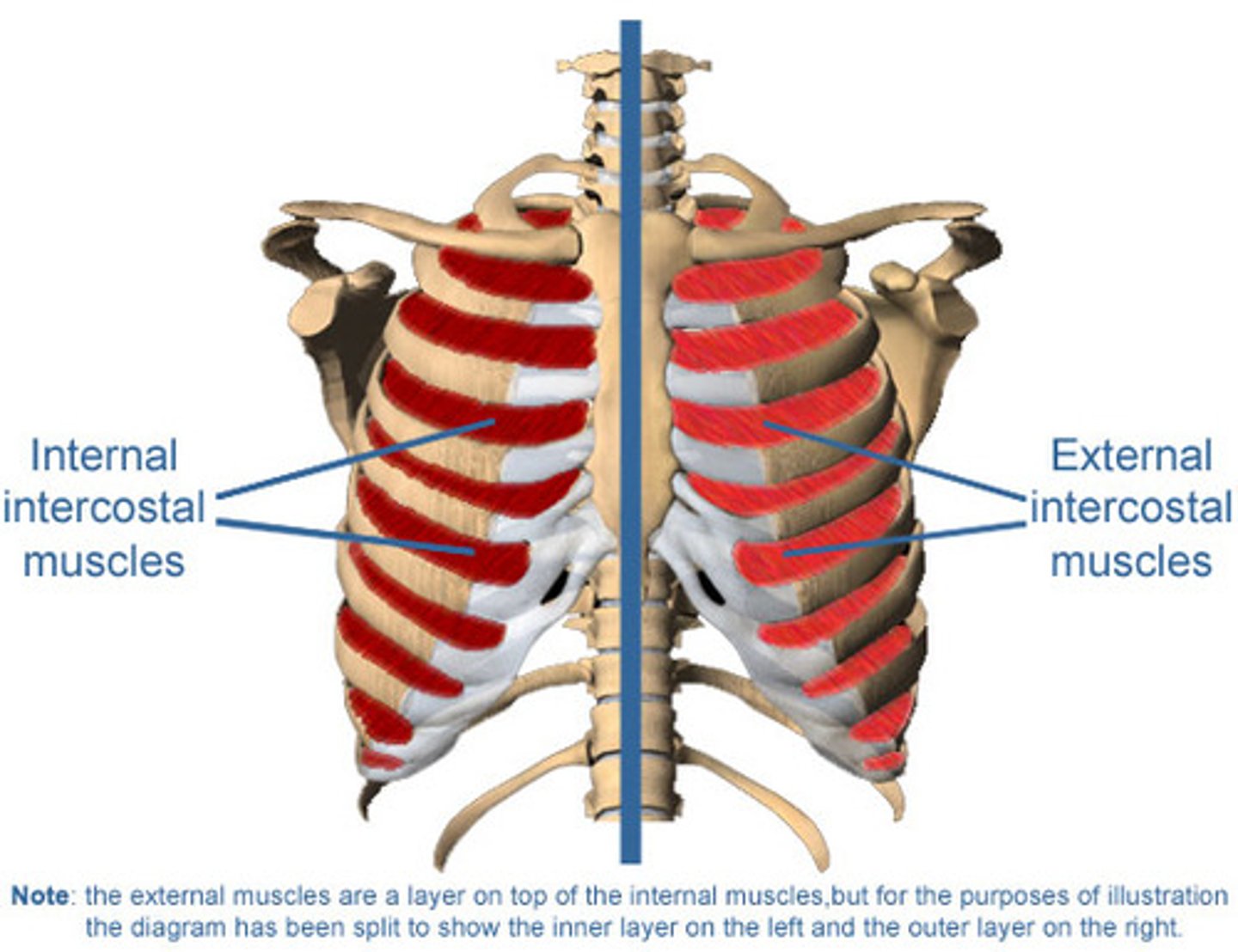 <p>superior margin of rib below</p>