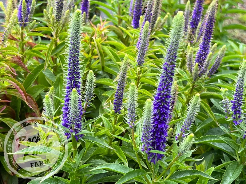 <p>Plantagniaceae</p><p>2-2.5 feet tall</p><p>very upright</p><p>indeterminate</p><p>opposite arrangement</p><p>glaborous leaves</p><p>finely toothed</p><p>no scent</p>