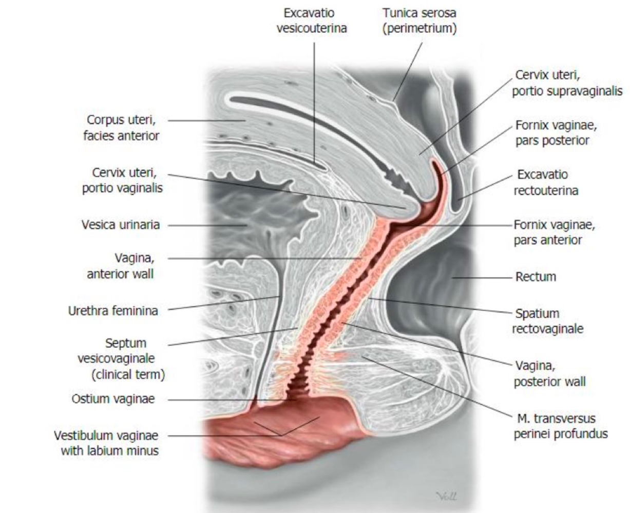 <ul><li><p>Borders the neck of the uterus </p></li><li><p>Partially internal and external </p></li></ul><p></p>