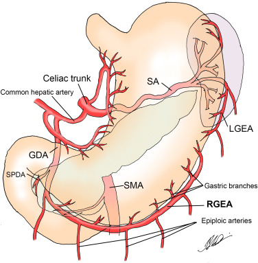 <ul><li><p>gastroduodenal artery</p><ul><li><p>supplies blood to distal stomach and some of the duodenum </p></li></ul></li></ul><p></p>
