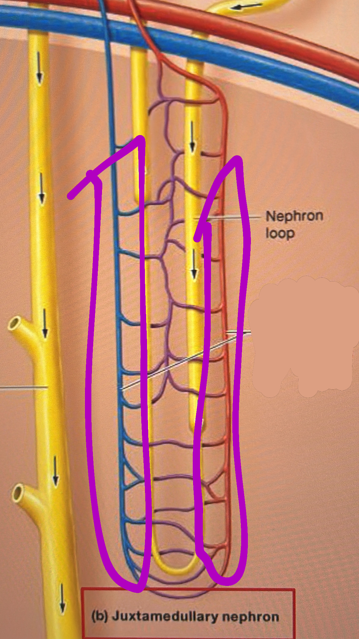 knowt flashcard image