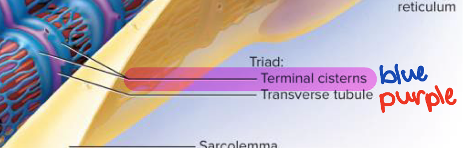 <p>Dilated sacs of sarcoplasmic reticulum (SR) that store calcium ions and release them to initiate muscle contraction → located and A-band and I-band junctions on myofibrils</p><ul><li><p>Forms “triad” with transverse tubule → 2 terminal cisterns with 1 transverse tubule in the middle</p></li></ul><p></p>