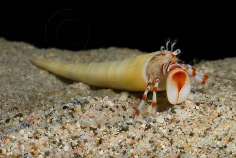 <ul><li><p>mollusc class</p></li><li><p>curved, tubular shell, open at both ends</p></li><li><p>reduced head</p></li></ul><p></p>
