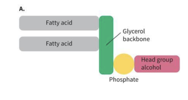 <p>Type of phospholipid</p><ul><li><p>hydrophilic head (phosphate+attached group), hydrophobic fatty acid tails</p></li></ul><p></p>